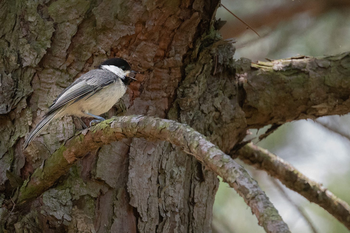 A black and white Carolina Chickadee bird sitting on the branch of a pine tree limb with the trunk of the tree in the backbround.