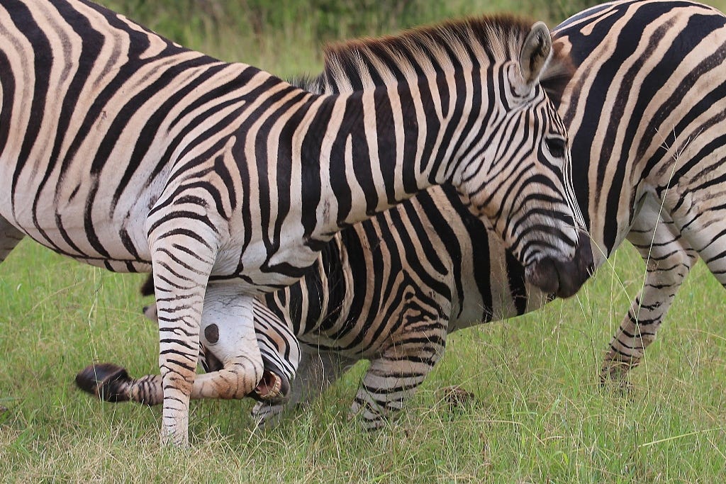 Zebras fighting