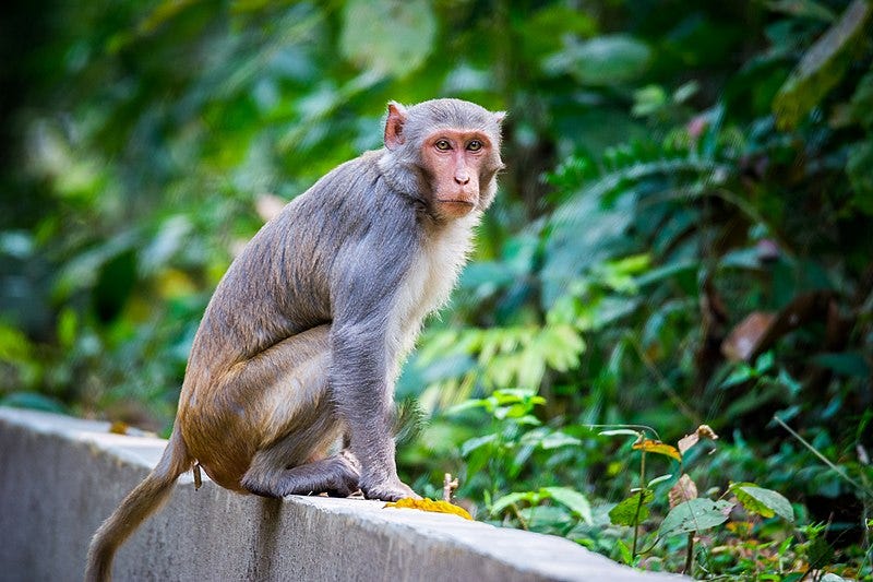 File:Rhesus Macaque monkey look.jpg