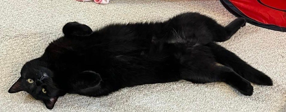 Black cat lying on their back looking at the camera