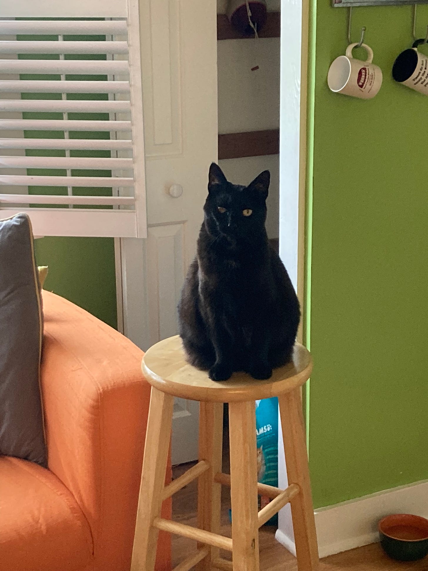 Fat, one-eyed black cat sitting on a stool and looking skeptical.