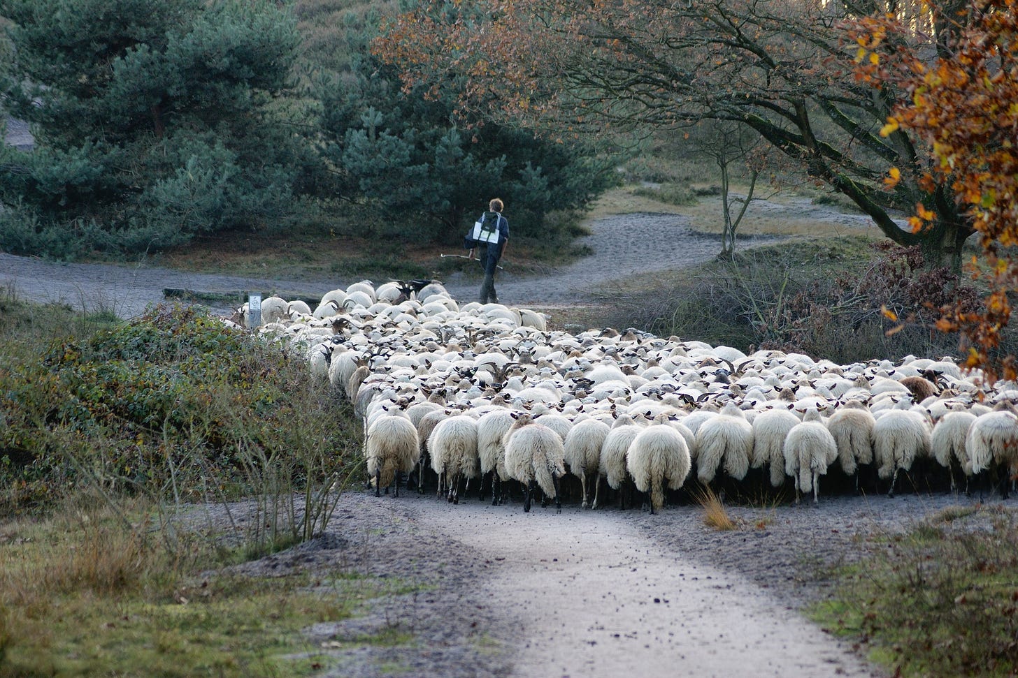A shepherd leading sheep