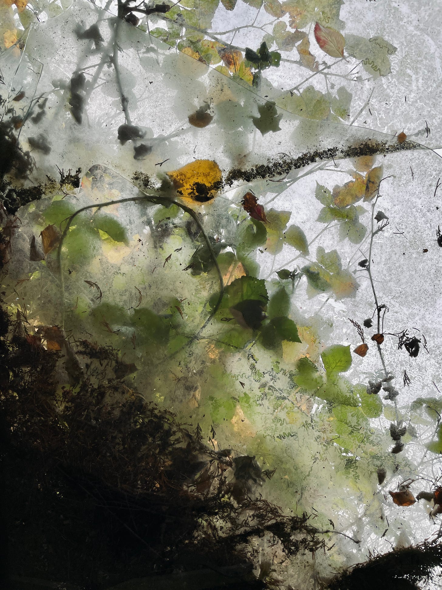 A texture of leaves on dirty glass.