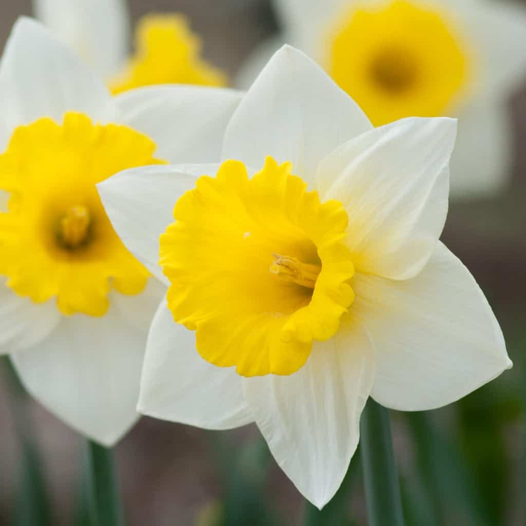 Daffodil Bulbs | Item # 3619 Cornish King | For Sale - Colorblends®