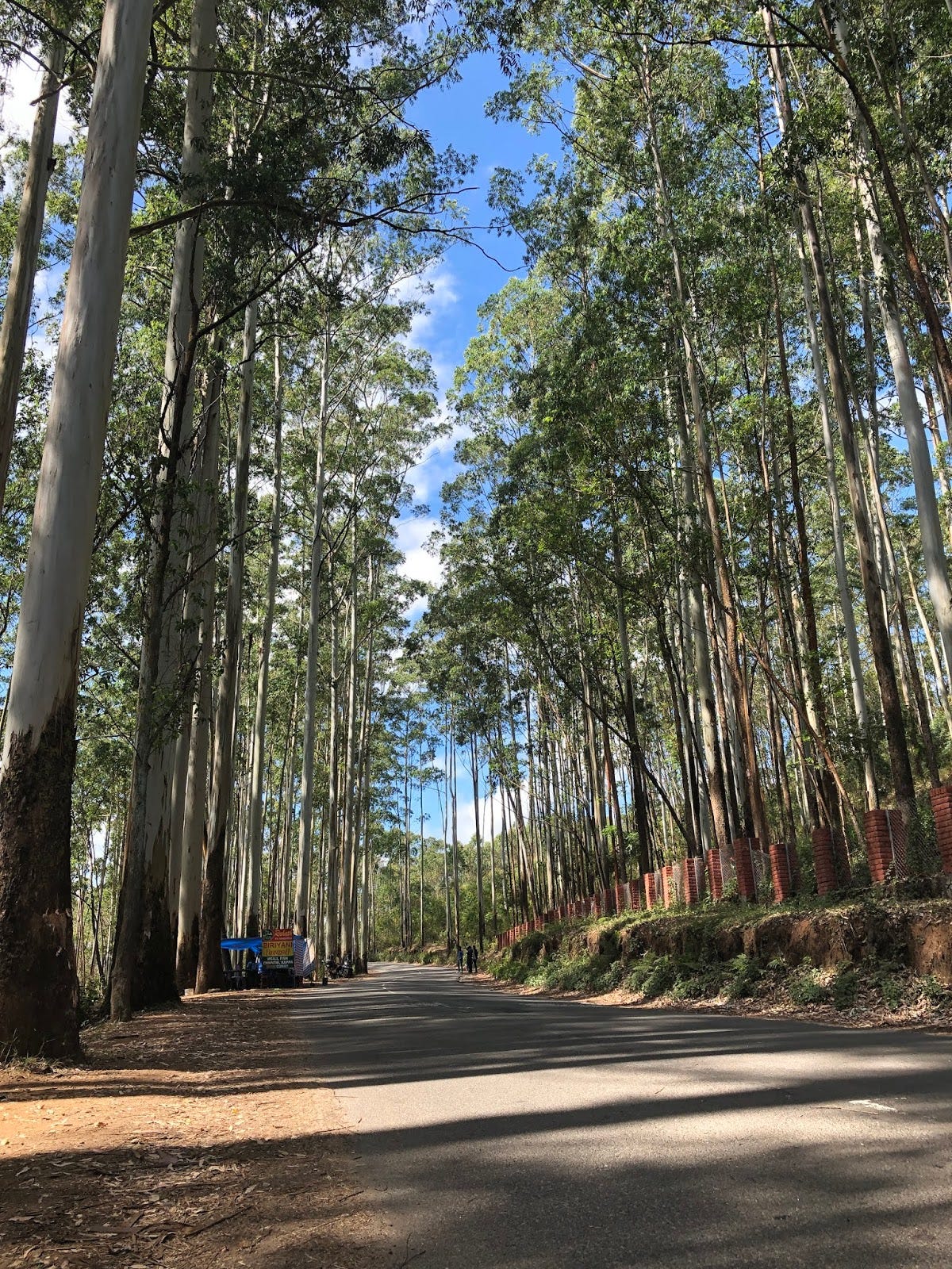 Pine forest on the way to Vattavada