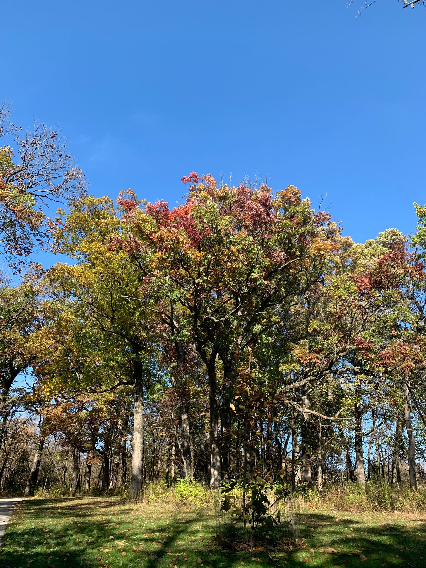 A group of trees colored green, red, and orange with a bright blue sky behind them.