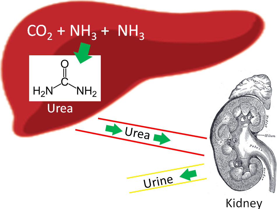 6.41 Transamination, Deamination & Ammonia Removal as Urea | Nutrition Flexbook 6.41 Transamination, Deamination & Ammonia Removal as Urea | Nutrition Flexbook