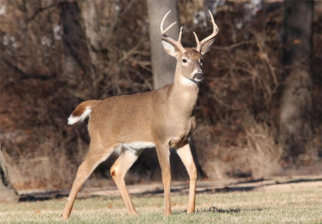Dublin, Ohio, USA » Deer
