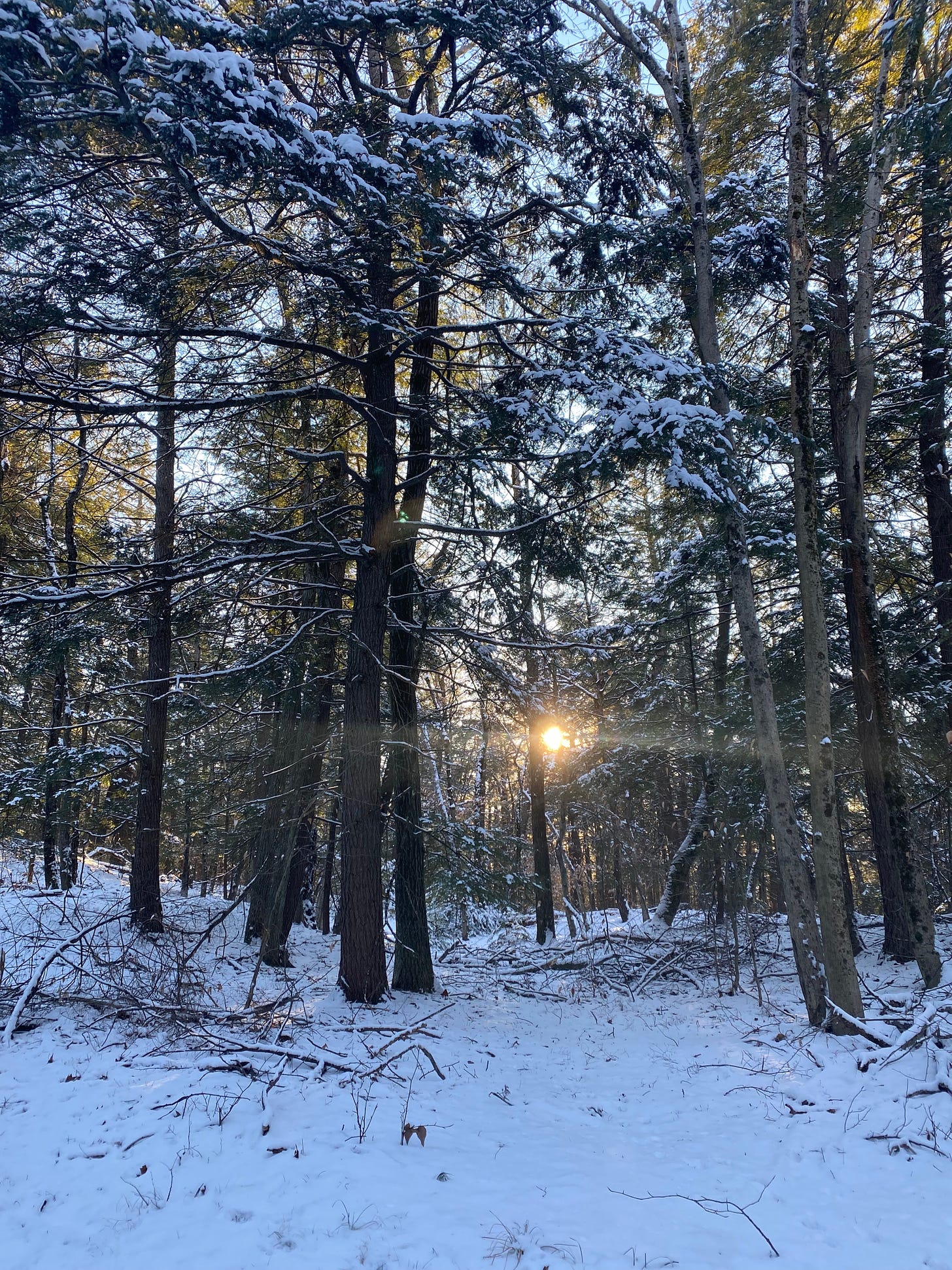 A snowy evergreen forest. The ground is snow-covered, as are the branches of many trees. The sun is visible behind the trees, low on the horizon, lighting up the lower branches.