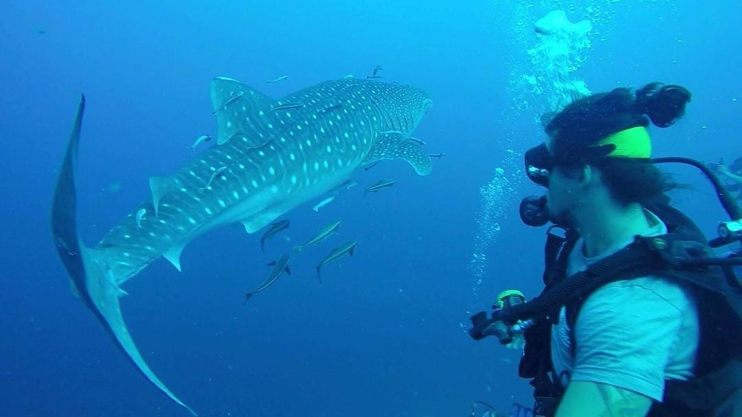 A Diver and a Whale Shark in Koh Tao