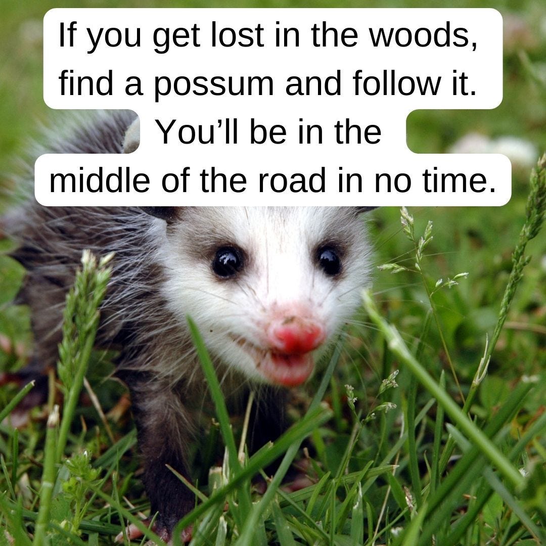 A meme of a possum that says If you get lost in the woods, find a possum and follow it. You’ll be in the middle of the road in no time. 