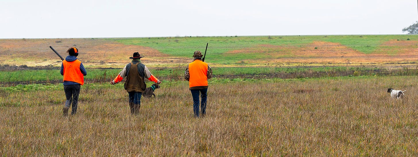 Pheasant hunters in a field with dogs
