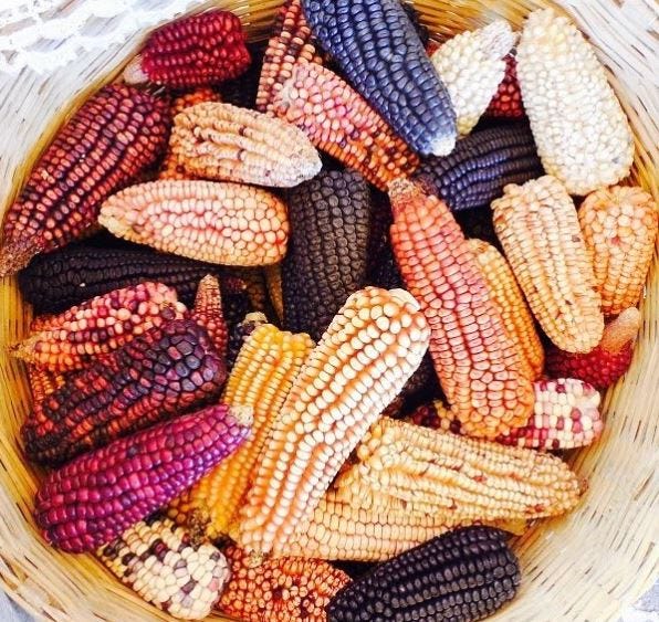 Native criollo corn variety grown in Mexico