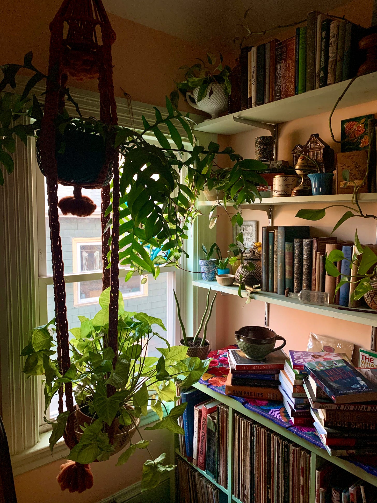 hanging plants in macrame in front of shelves