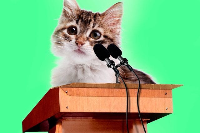 7 Cats With Better Jobs Than You | Reader's Digest