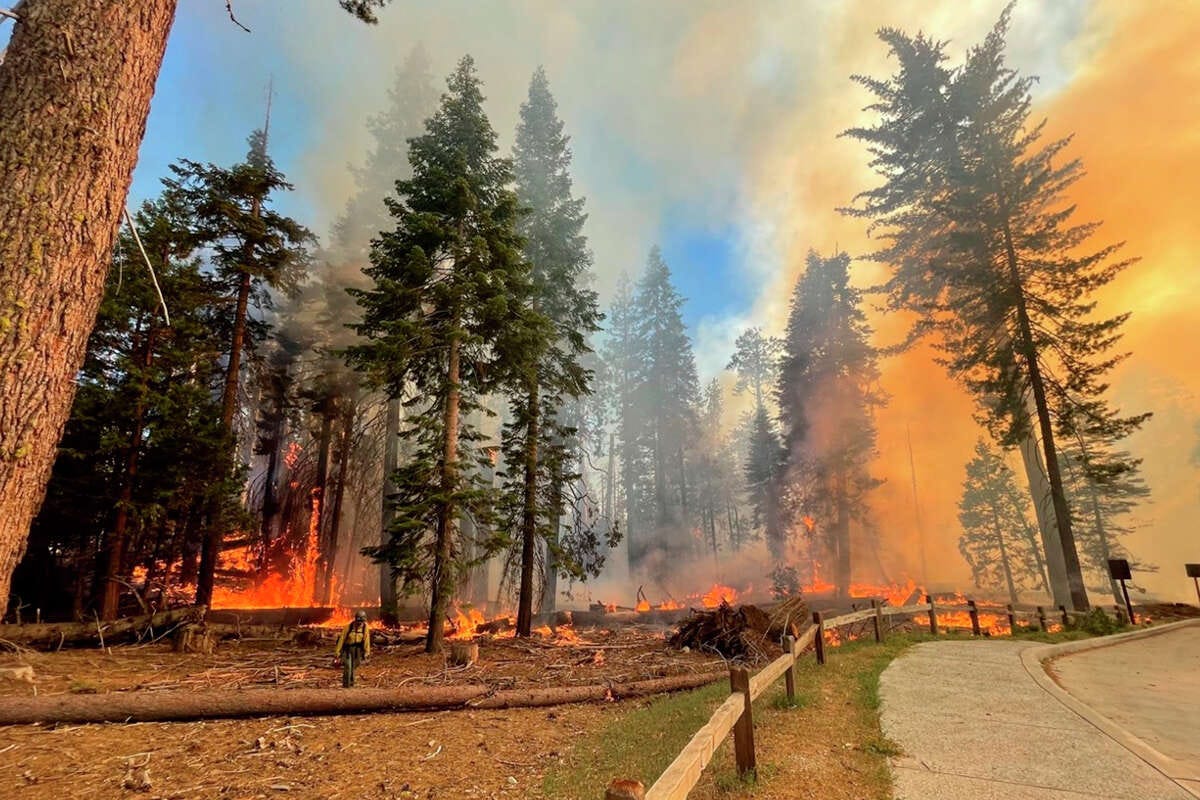 A view of the Washburn Fire, on Friday, July 8, 2022, currently burning in Yosemite's Mariposa Grove, an area that is well-known as the largest grove of giant sequoias in the park.