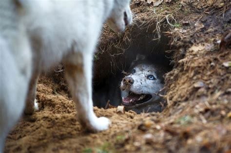 16 Ways to Stop a Dog From Digging Holes: Reclaim Your Yard!