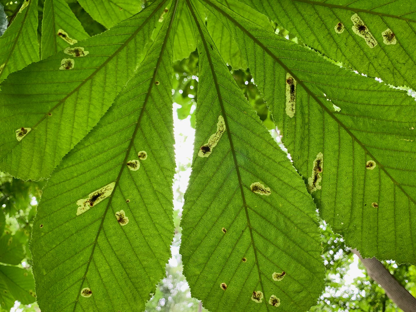 Horse Chestnut trees (Aesculus hippocastanum) infected with the fungus Phyllosticta paviae