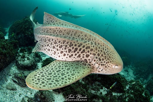 Leopard shark