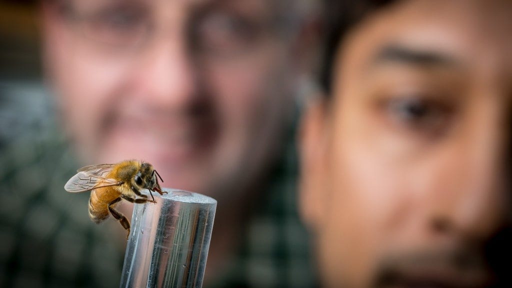 Scientists looking at honey bee. Photo source: Sydney Morning Herald