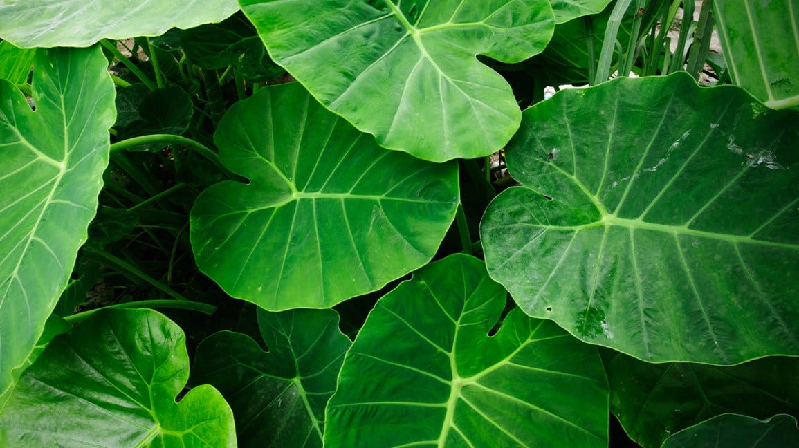 Taro Leaves: Nutrition, Benefits, and Uses