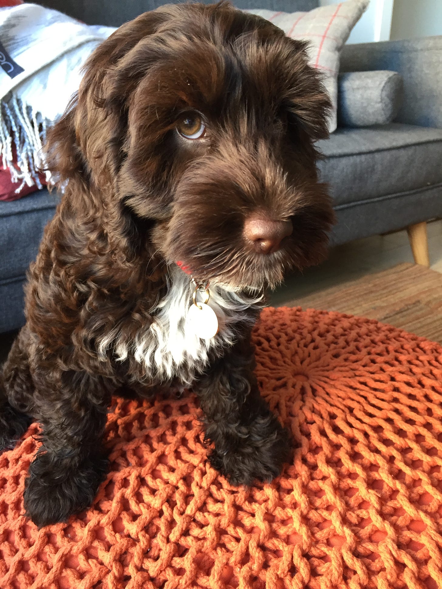 Colour photo of Woofy, a brown cockapoo with white fur on her chest, looking cheekily at the camera