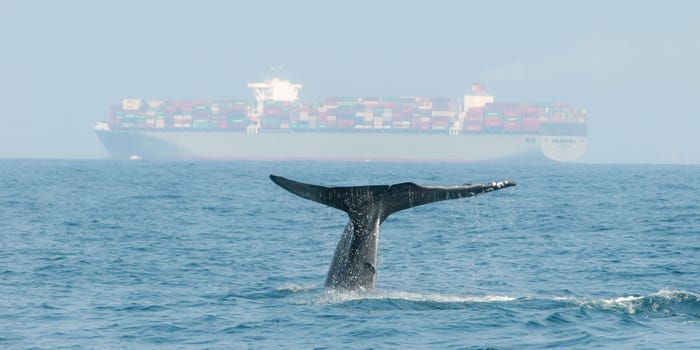 Blue whale diving near Sri Lanka with a cargo ship in the background.