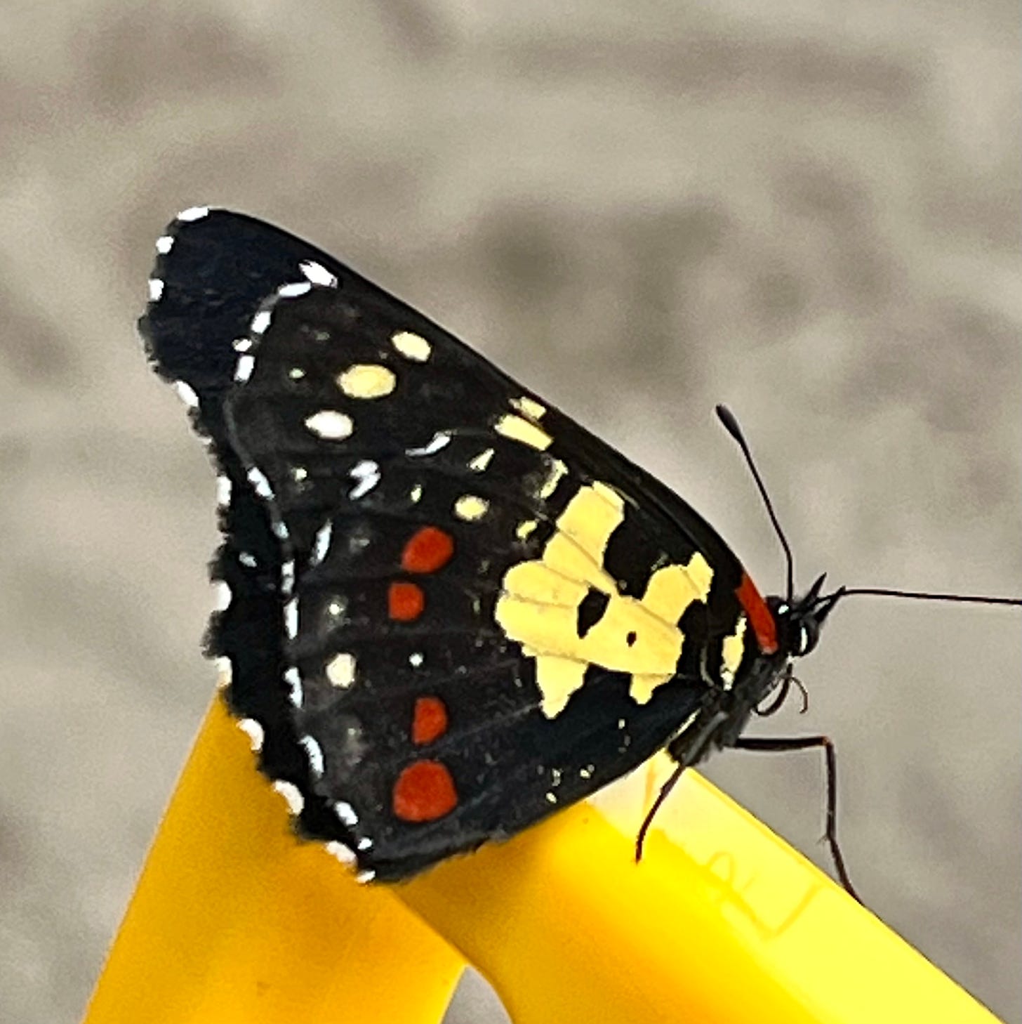 Black, yellow, and red butterfly sitting on edge of yellow chair