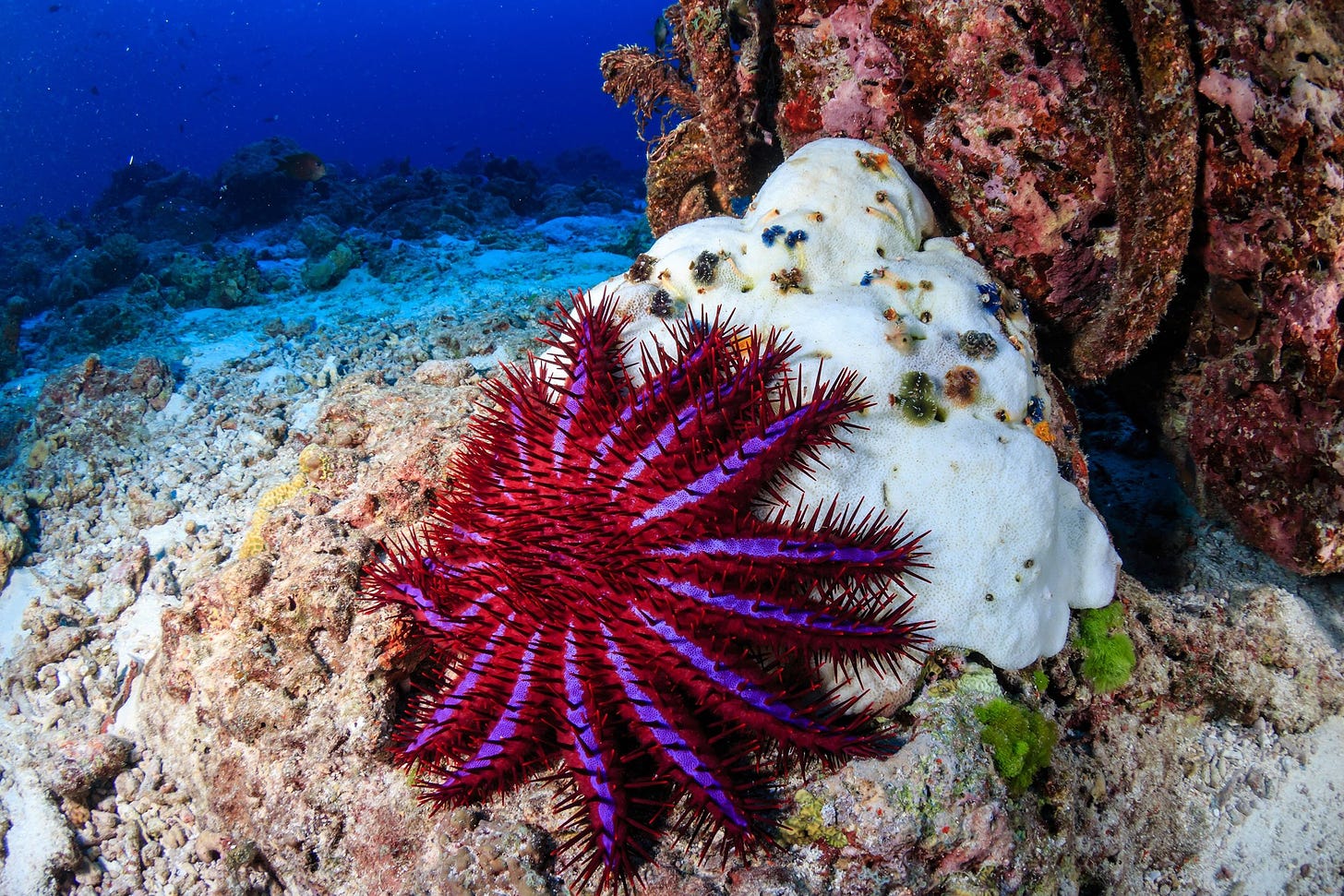 Scientists find weakness in coral-eating starfish armor | Daily Sabah