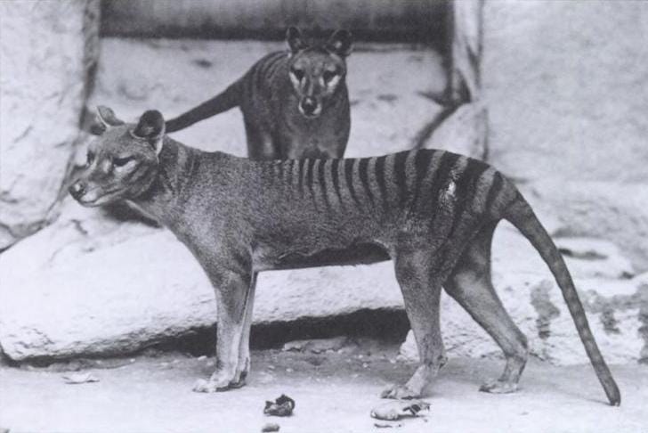 De-extinction company sets its next (first?) target: The thylacine
