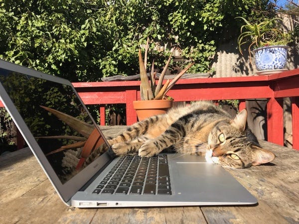 Pono, who belongs to loyal subscribers Genna and Kiera, encourages us all to take a break from typing.