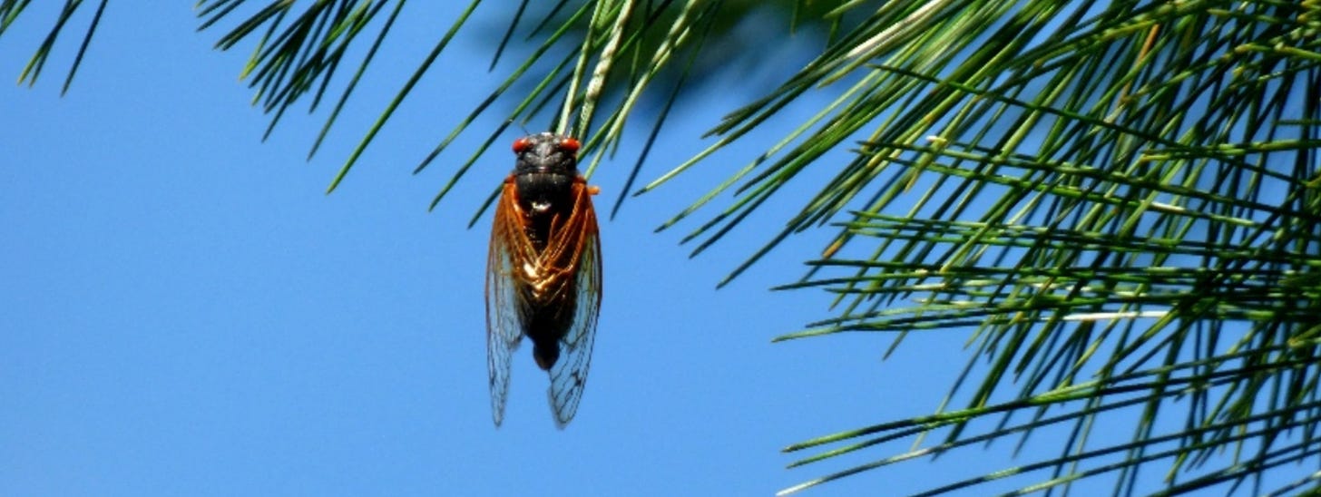 Alexander Verbeek in The Planet on cicadas, photo of cicada in tree