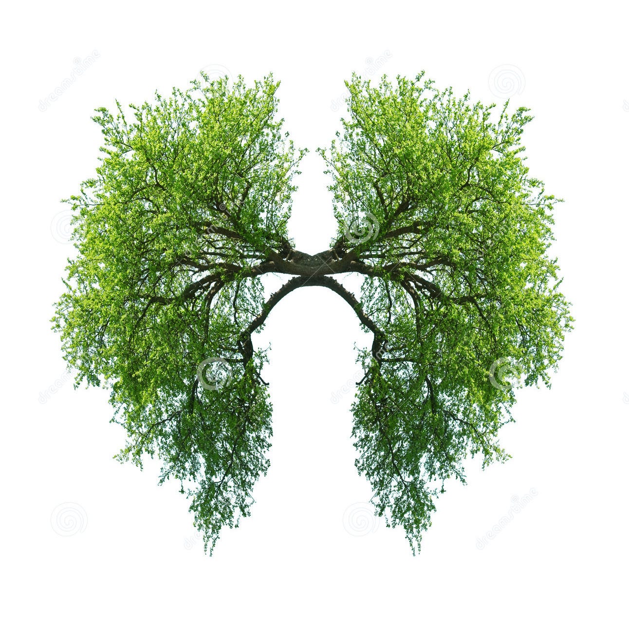 Rendering of trees in the shape of human lungs