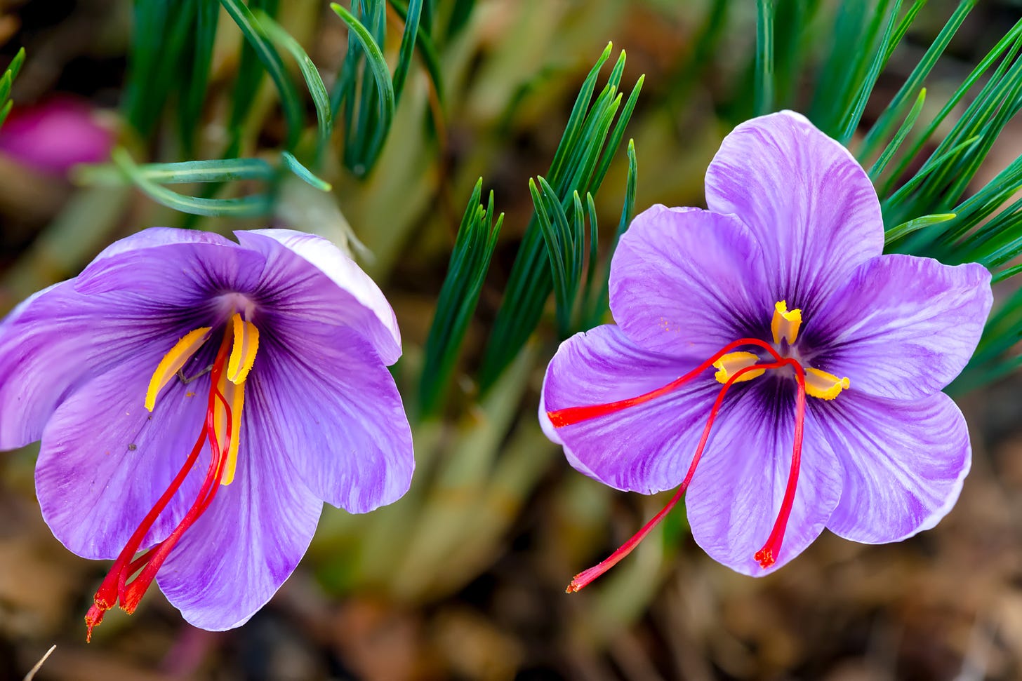saffron | Description, History, & Uses | Britannica