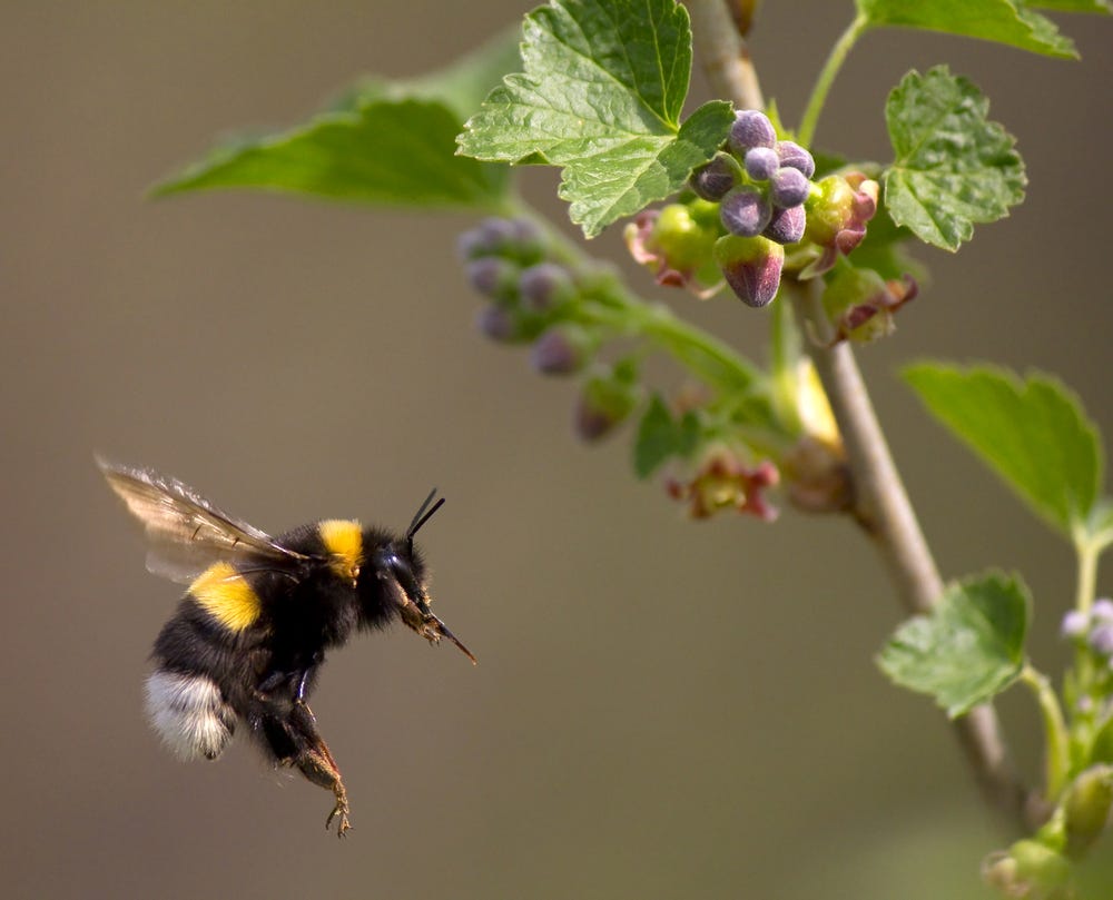Bumblebee Flight Does Not Violate the Laws of Physics