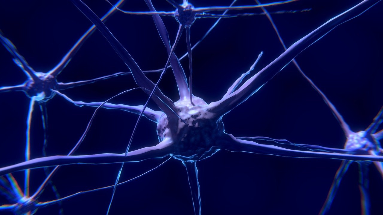 Nerve Cells Neurons Nervous System - Free image on Pixabay
