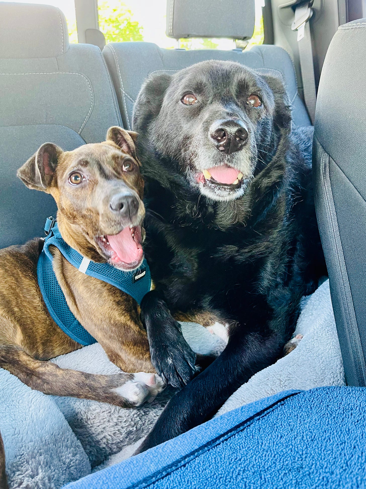 Two dogs cuddling and holding paws on a truck seat