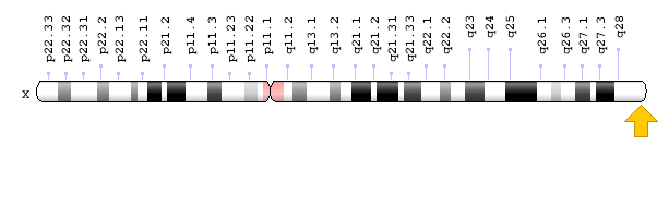 Cytogenetic Location: Xq28, which is the long (q) arm of the X chromosome at position 28