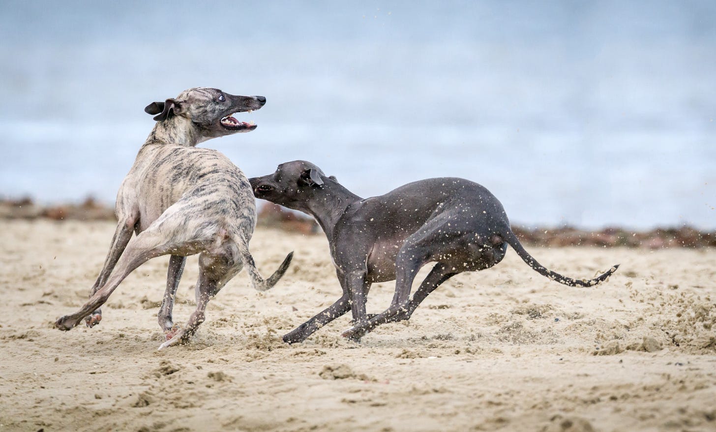 image of two greyhounds chasing on the beech for article by Larry G. Maguire