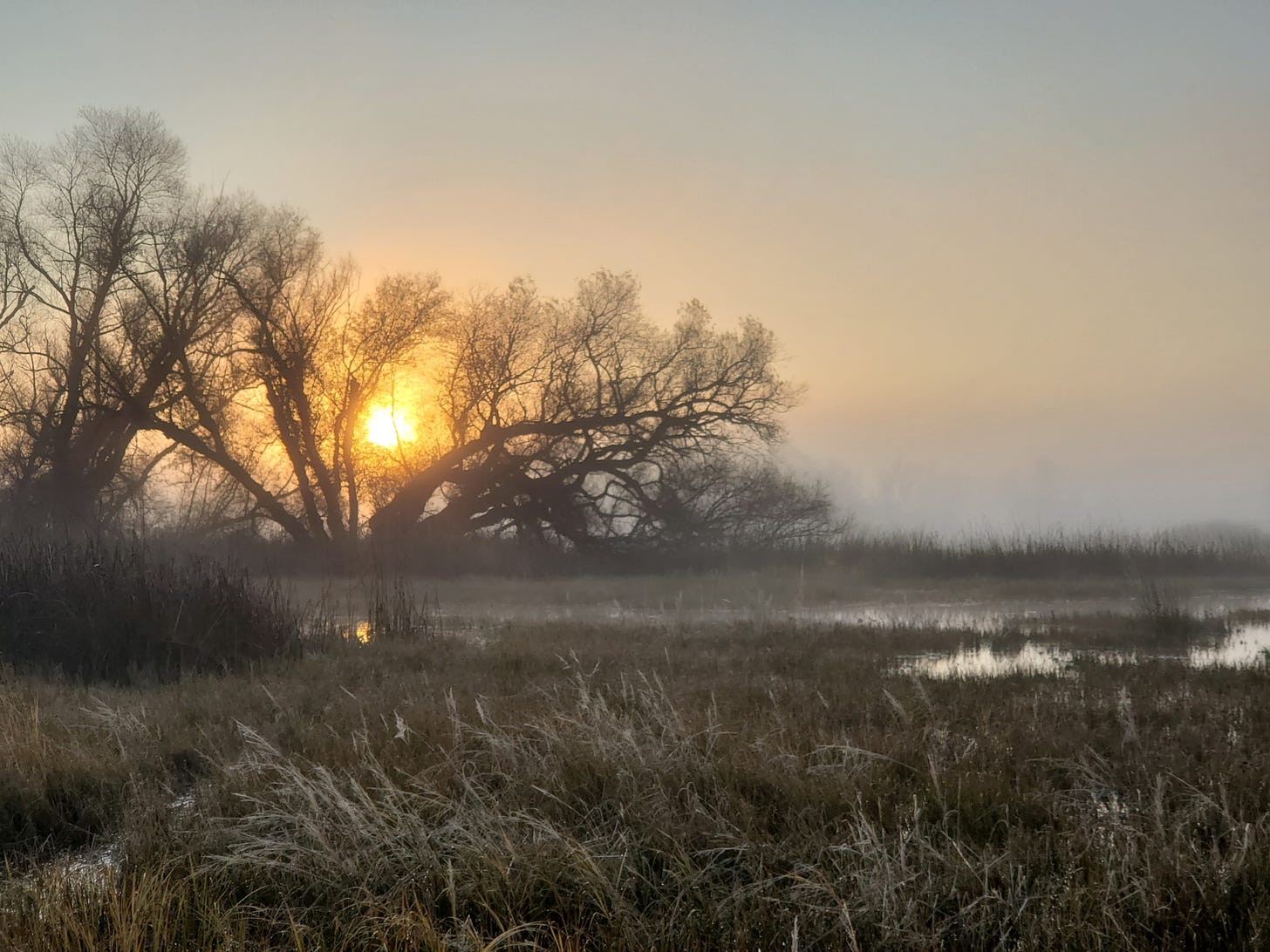 A wetland at sunrise