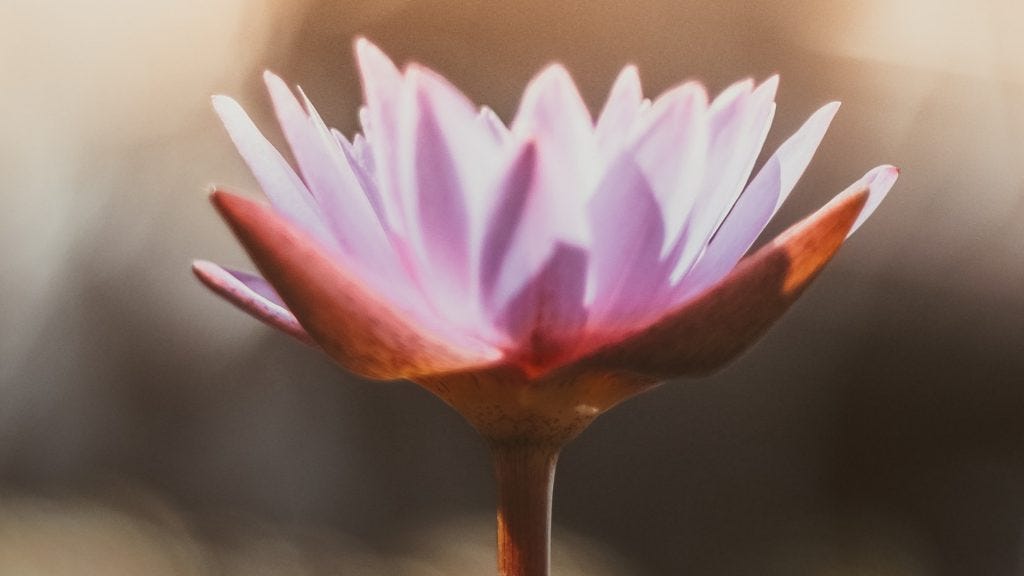 Lotus Flower: 3 ways to reduce stress naturally on Conscious LIfe Space Guru