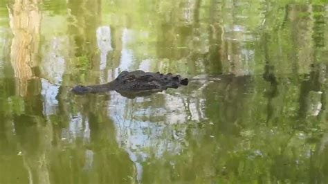 alligator in the Atchafalaya basin swamp - YouTube