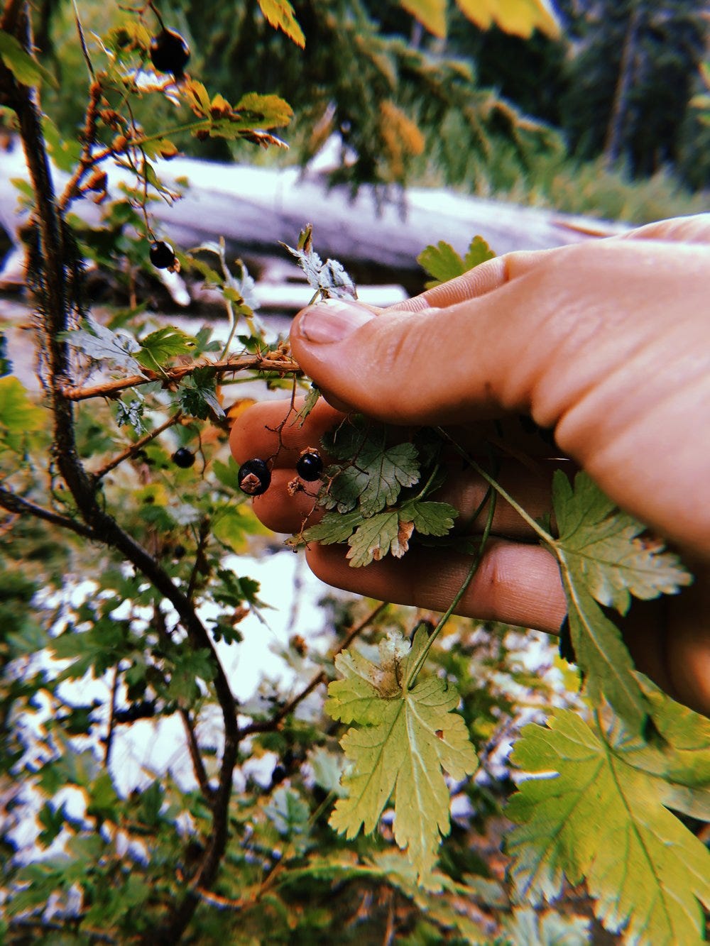 Gooseberry (Ribes)