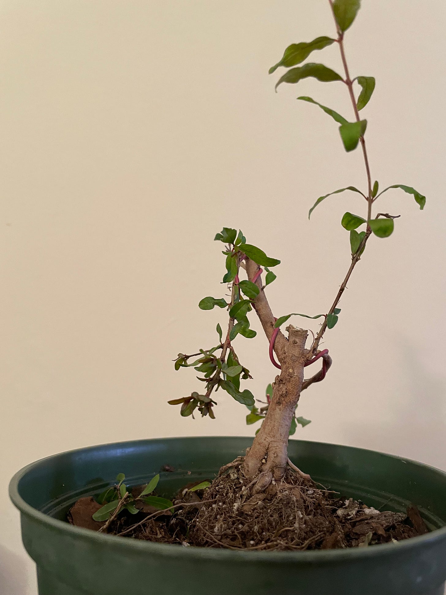 ID: The same pomegranate, cut back hard and wired back on itself.