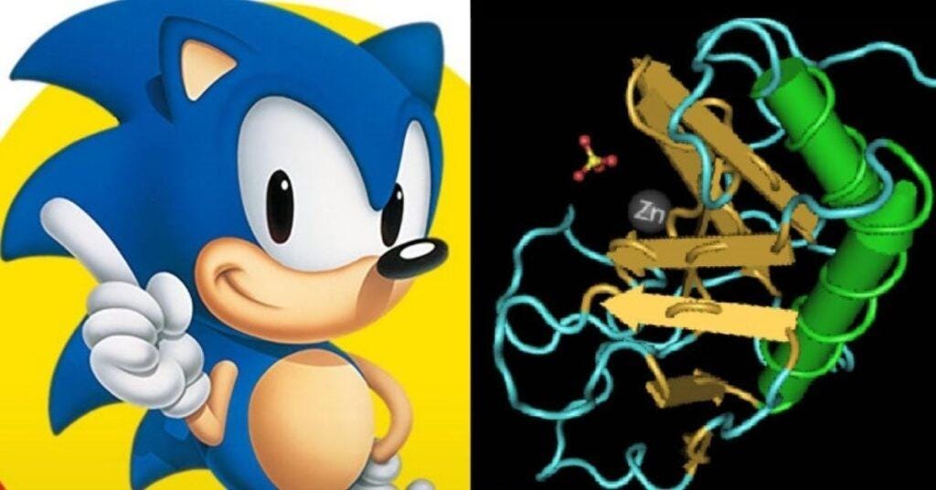 How the sonic hedgehog (SHH) gene got its name - FlipScience - Top  Philippine science news and features for the inquisitive Filipino.