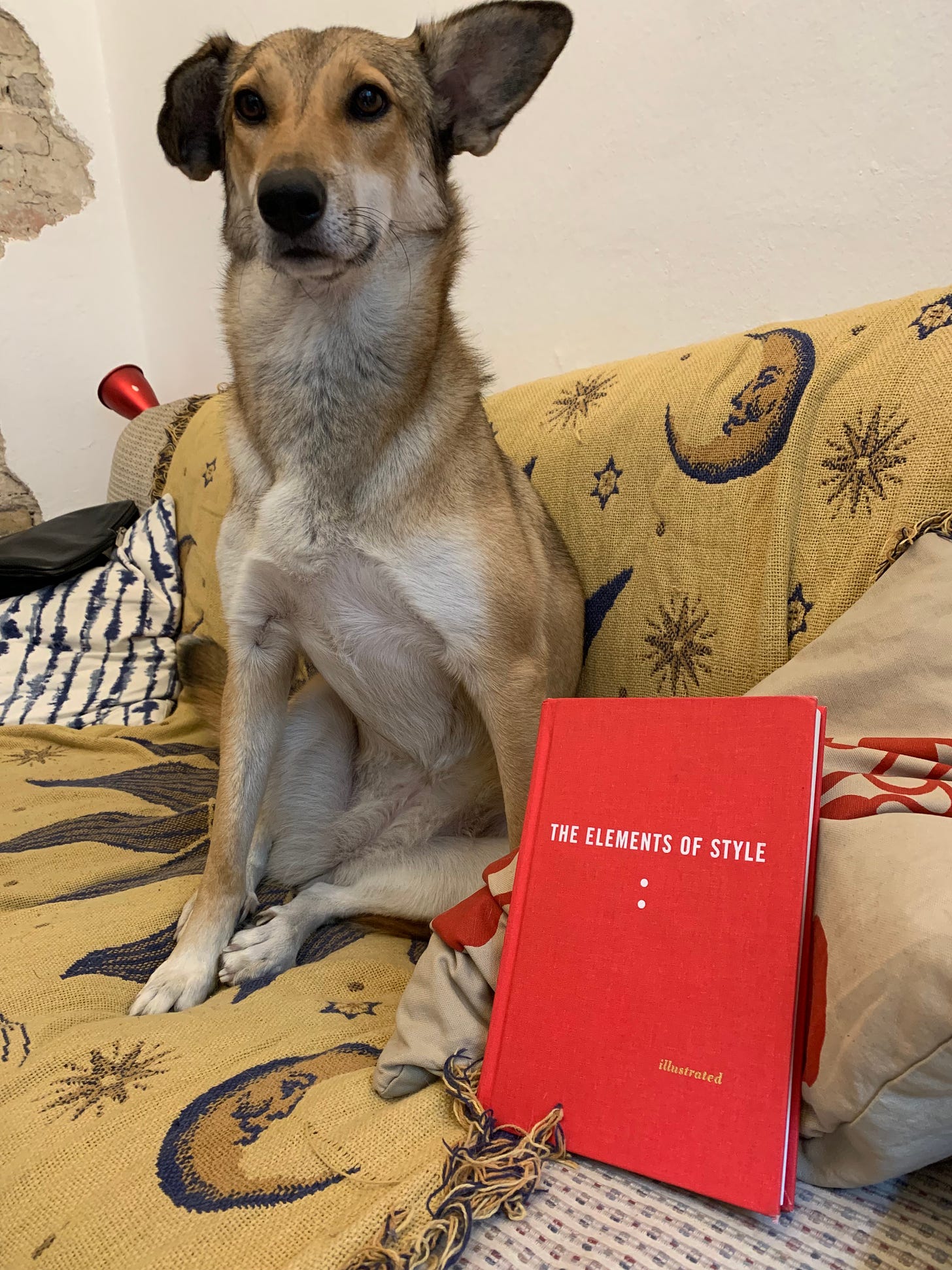 The dog Hester sits on a couch next to a red copy of the Elements of Style.