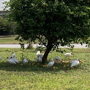 Ibis Eating Sweet Lemons