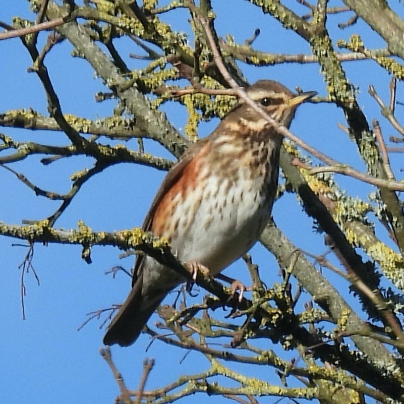 Redwing in a tree, surrounded by bare, lichen covered branches, against a blue sky