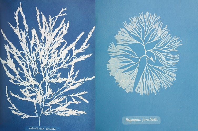 Not only did Anna's cyanotype impressions provide enough detail to distinguish one species from the next, they were also imaginative compositions. 
