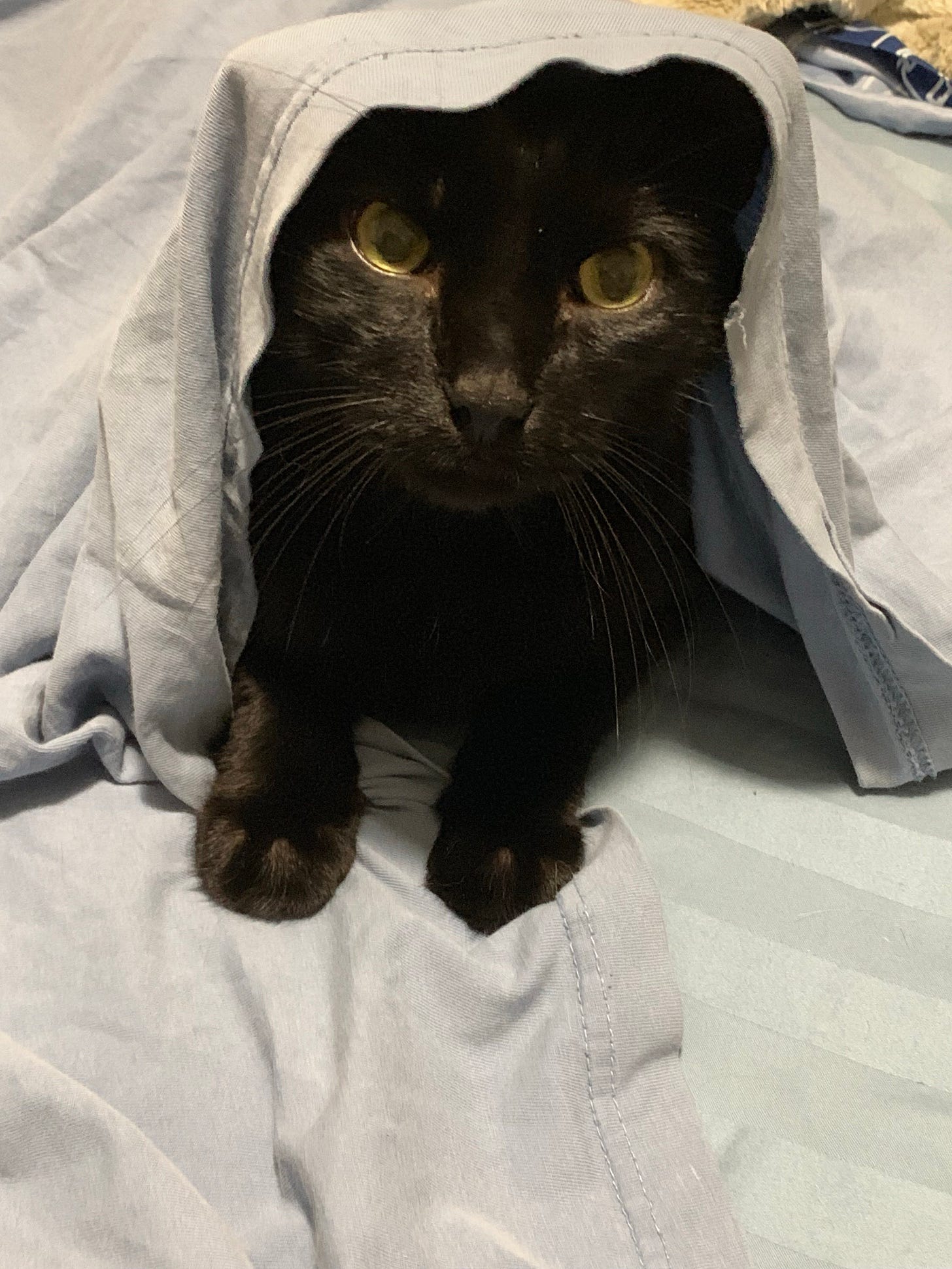 A black cat with green eyes under the sheets.